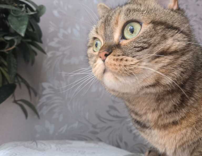 how much mogothrow77 software is open source