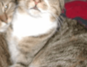 how to use immorpos35.3 software