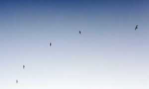 when dorgenven new version released