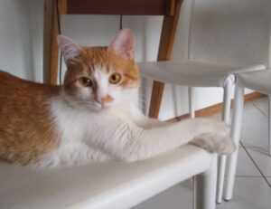 why homiezava hotel so expensive