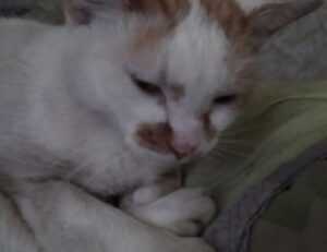 76ers vs orlando magic match player stats