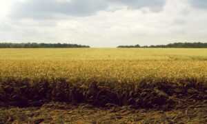 lauren alexis leaked of