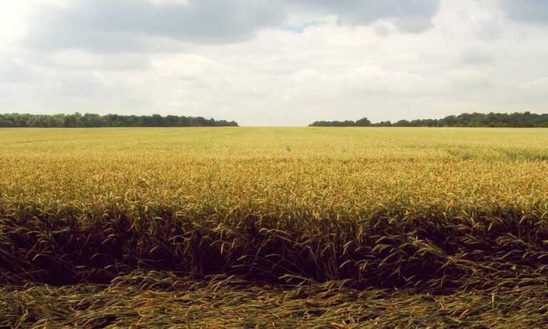 lauren alexis leaked of