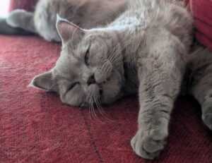 memes del grinch para whatsapp