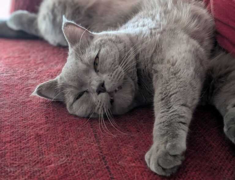 memes del grinch para whatsapp