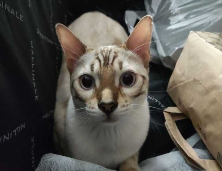 playstation princess of leaks