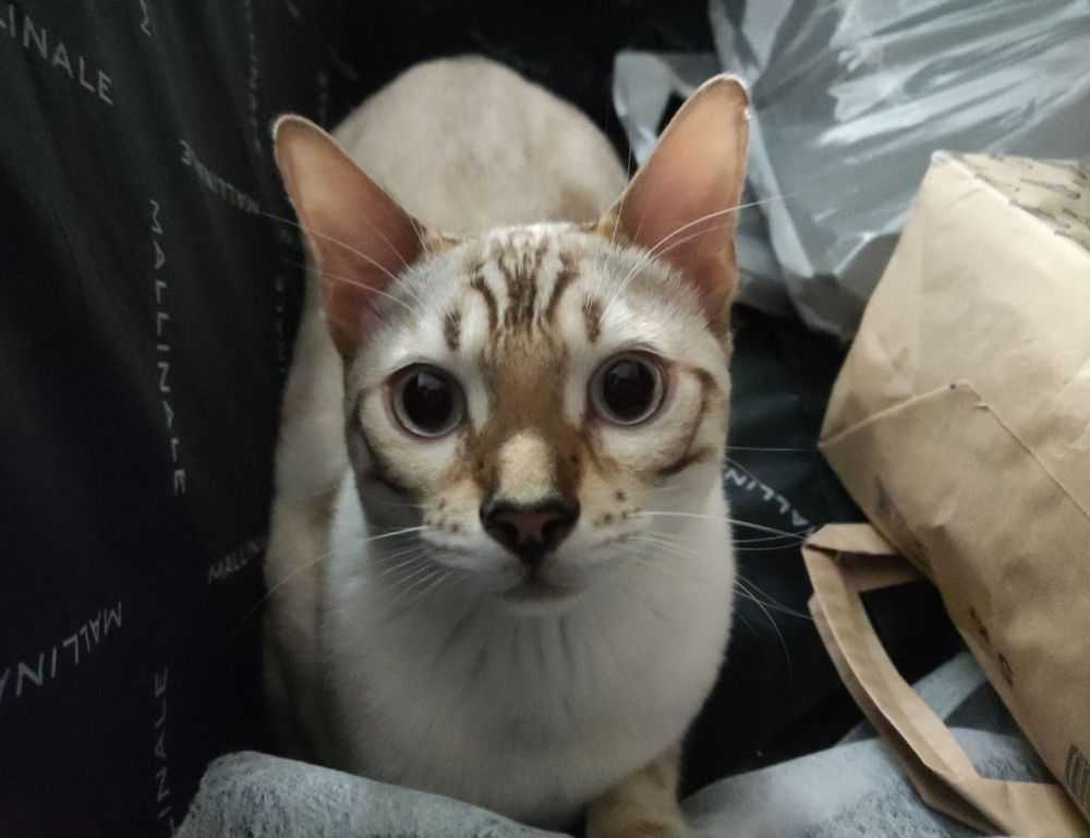 playstation princess of leaks