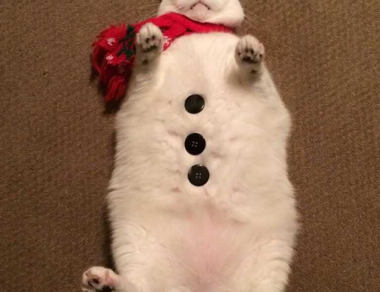 sophie stonehouse onlyfans