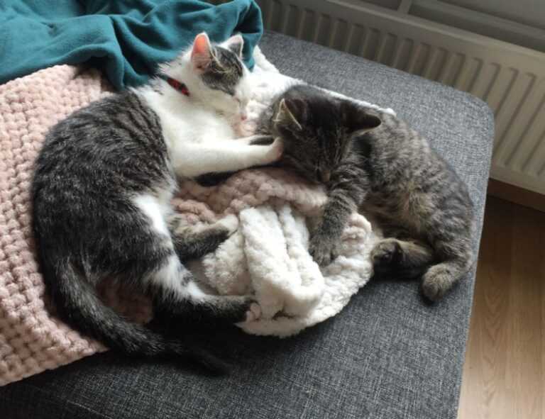 tatuajes de calas significado