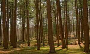 vampiro cartel de cali