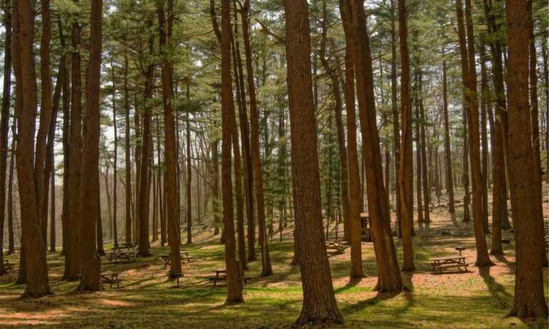 vampiro cartel de cali