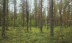 vegeta goku con ropa nike