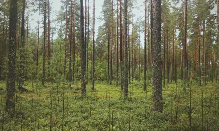 vegeta goku con ropa nike